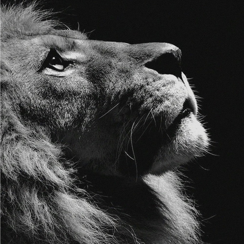 Lion Art Print - Side View of Face- Black and White- 8”x11.5” or Smaller.